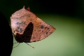 NYMPHALIDAE, Fountainea fumata